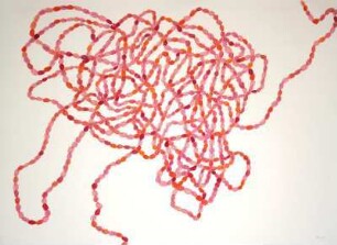 SEEDS 2