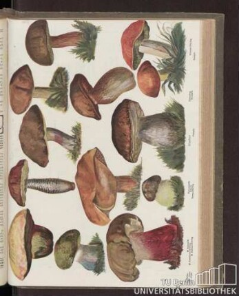 [Abbildung verschiedener Pilze]