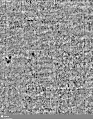 Lilienschild + IESV / LW = S.23/24