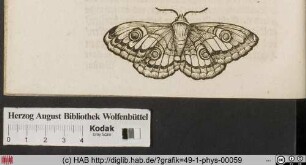 [Schmetterling]