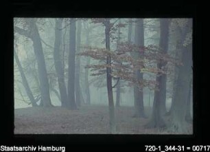 Herbstnebel im Hirschpark