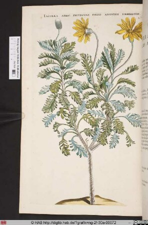 IACOBAEA AFRIC: FRUTESCENS FOLIIS ABSINTHII UMBELLIFERI.