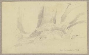 Waldboden bei Königstein-Falkenstein