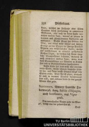 Scorzonera, schwarze spanische Haberwurzel, franz. Salsifis d'Espagne, auch Scorsonere, engl. Viper grass.
