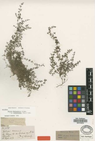 Galium chaetophorum Griseb.