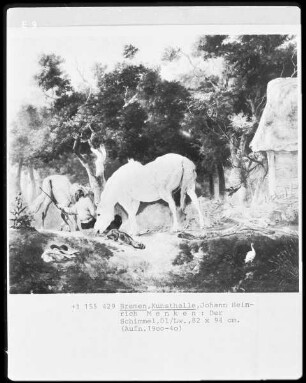 Der Schimmel