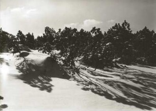 Osterzgebirge. Verschneite Bäume am Rand des Georgenfelder Hochmoores