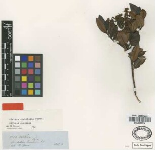 Clethra ovalifolia Turcz. [isotype]