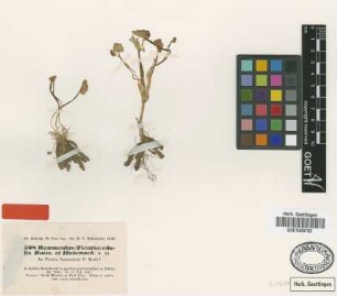 Ranunculus edulis Boiss. & Hohen. [type]