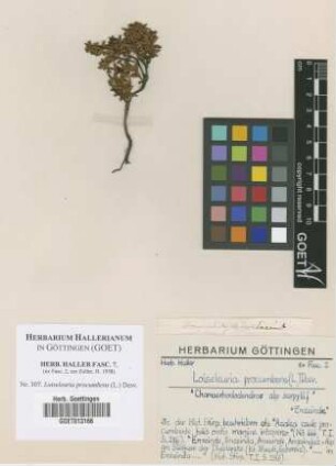 Loiseleuria procumbens (L.) Desv.