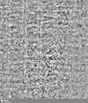 Lilienschild + IESV / LW = S.5/6