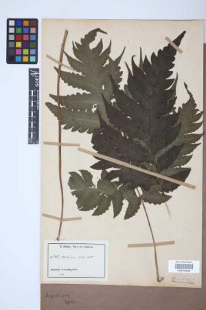 Aspidium