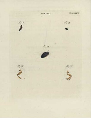Tab. LXVII.