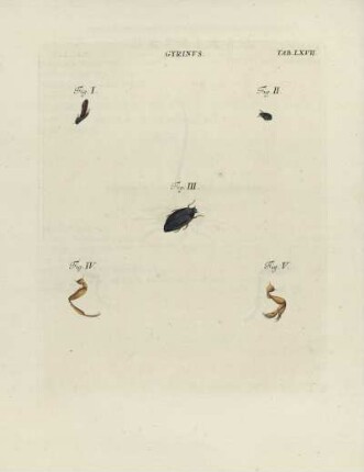 Tab. LXVII.