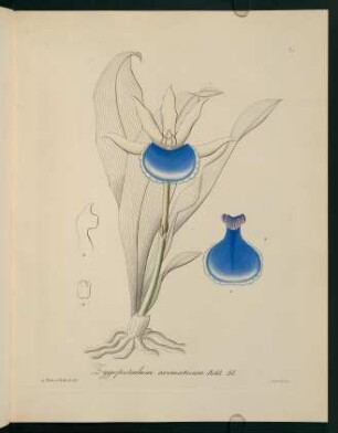 73r-73v, Zygopetalum aromaticum