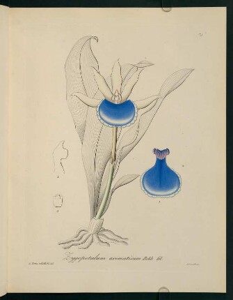 73r-73v, Zygopetalum aromaticum