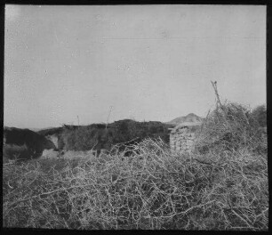 Dornenhecke in Jericho