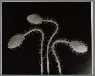 Mohnknospen (Papaver somniferum)