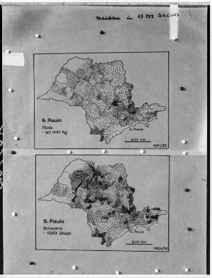 Maisanbau und Schweinezucht in São Paulo : Fotografie einer Karte zum Maisanbau und Schweinezucht Gebiete in São Paulo 1934/35.