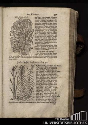 Cap. 410. Zucker-Rohr, Saccharum.
