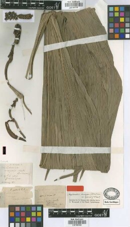 Carludovica insignis Duchass. ex Griseb. [type]