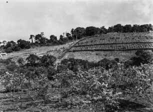 Landwirtschaftliche Anbaufläche : Vermutlich von den Europäern angelegte Anbauflächen in hügeliger Landschaft in Tansania