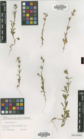 Silene gallica L.