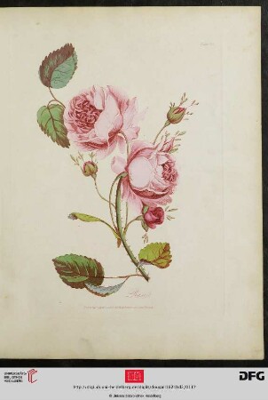 [Plate 114] Plate 109 Rose [(koloriert)]