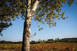 Frankreich. Languedoc Roussillon. Gard. Pouzilhac. Nähe. Blick in Landschaften, Landschaft mit Weinfeldern