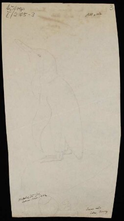 Pinguin