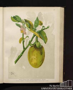 Solanum melongena Linné. Solanum esculentum Dunal. Eierfrucht.