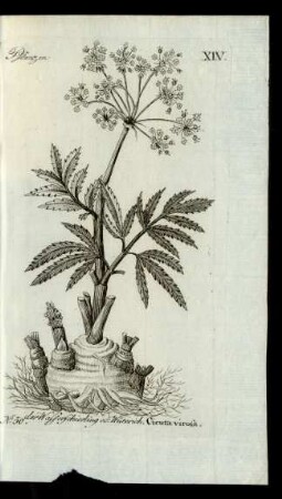 No 50. der Wasserschierling od: Wüterich. Cicuta virosa.
