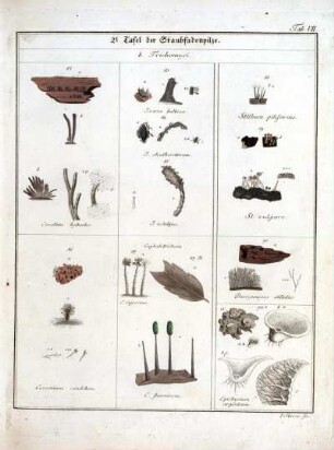 2e Tafel der Staubfadenpilze