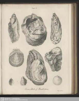 Tab. IV. Eocene Shells of Bracklesham
