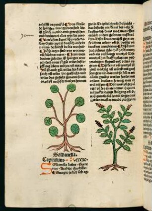 202v-203r, Ain same von ainem baum (391. Kapitel)