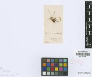 Barbula contorta Hampe [isotype]