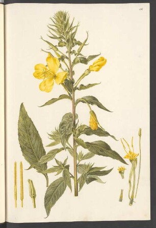Oenothera fruticosa, Blatt 136