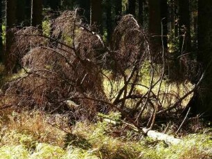 im Nationalpark Hochharz am Brocken