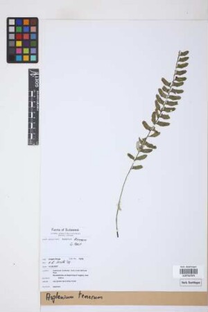 Asplenium tenerum G.Forst.