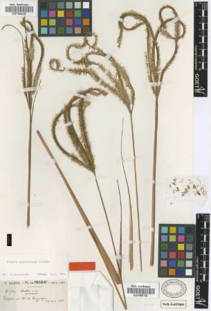 Ctenium polystachyum Balansa [type]