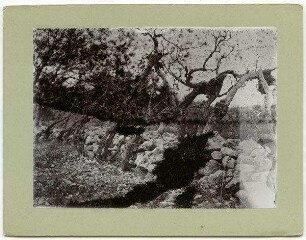 Weinstöcke an d. Mauer Hebron