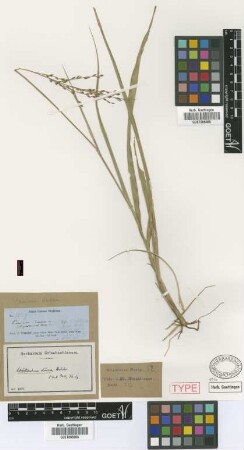 Panicum durum Griseb.