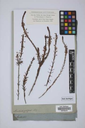 Struthiola pubescens Retz.