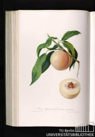 Pesca Spiccacciola bianca serotina