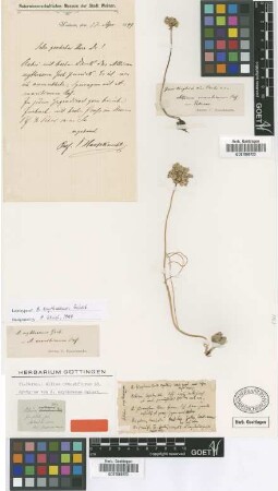 Allium erythraeum Griseb. [syntype]