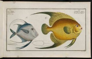 CXCIIIr, Fig. 1.: Chaetodon Aureus. Fig. 2.: Zeus Vomer