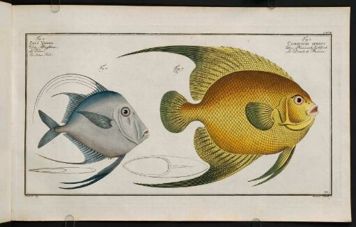 CXCIIIr, Fig. 1.: Chaetodon Aureus. Fig. 2.: Zeus Vomer