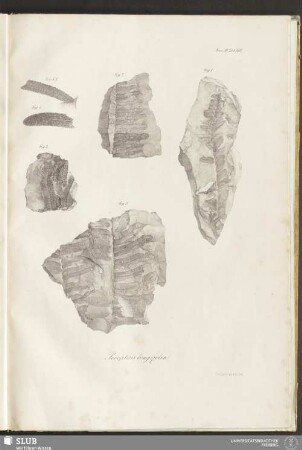 Fasc: III. Tab: XIII. Pecopteris longifolia