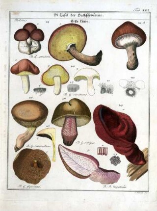 8e Tafel der Huthschwämme. Erste Linie