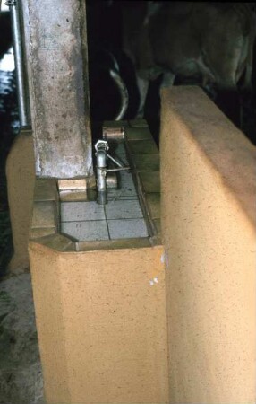 Fotografie: Milchviehhaltung, Trogtränke